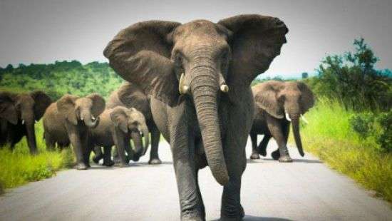 В Индии разъяренный дикий слон убил фермера (ВИДЕО)