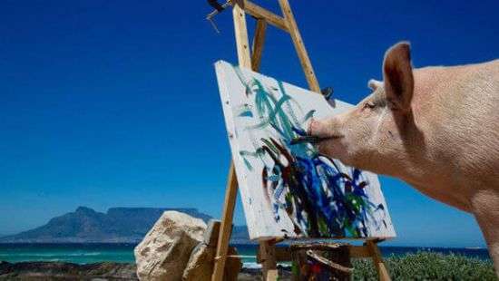 Талантливая свинья стала знаменитой художницей – ВИДЕО