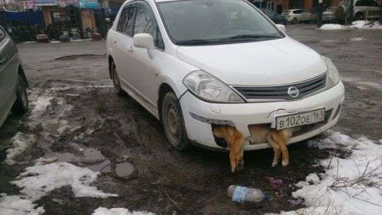 Российский депутат несколько дней ездил с мертвой собакой в бампере (ФОТО)