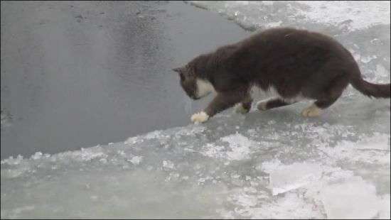Кот отправился на зимнюю рыбалку и попал на ВИДЕО
