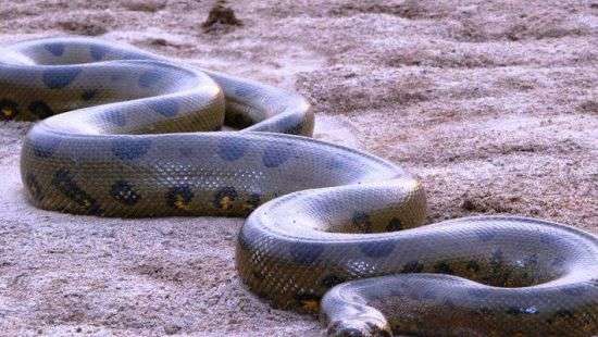 Спасение собаки от анаконды попало на ВИДЕО