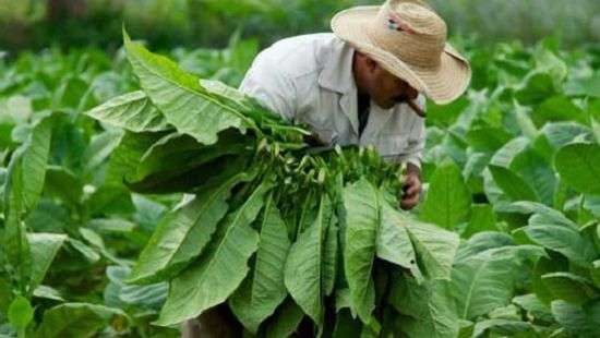 Грипп будут лечить «умным» табаком