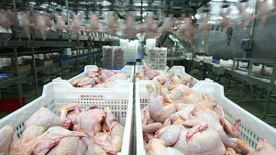 Украинские потребители платят за курятину больше зарубежных, несмотря на госдотации - СМИ