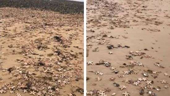 Берега Британии покрылись ковром из морских звезд - ВИДЕО