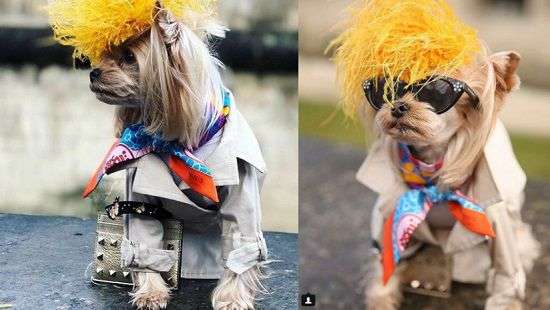 Собака-блогер поразила дорогим нарядом от кутюр (ФОТО)