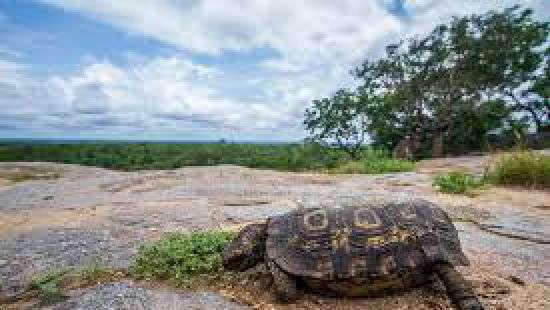 В ЮАР черепаха притворилась камнем и спаслась от стада слонов (ВИДЕО)
