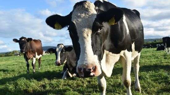 Коровы сбежались послушать музыку и попали на ВИДЕО