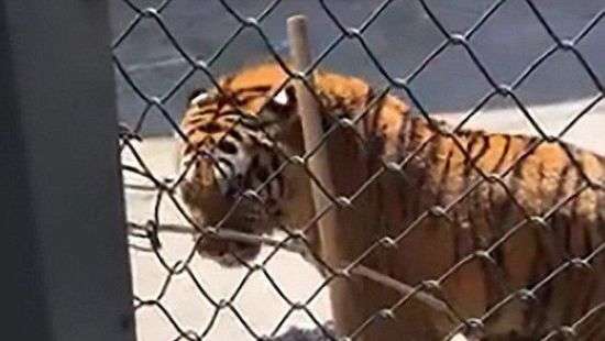 В Китае тигр загрыз вырастившего его человека на глазах у зрителей