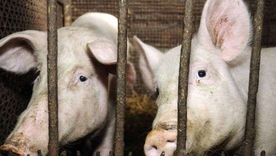 В Украине выросли цены на свинину в закупке