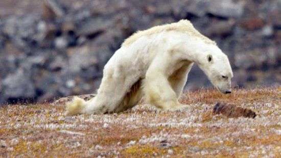 Соцсети шокировало ВИДЕО с умирающим медведем