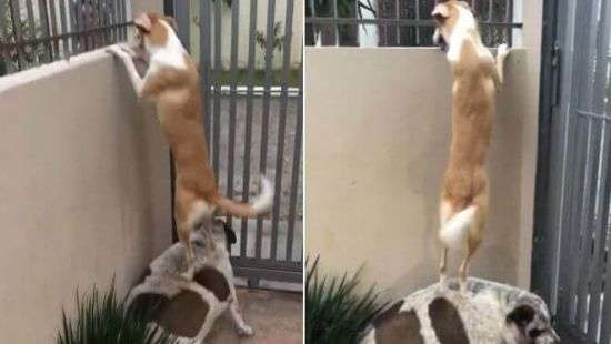 Находчивые собаки нашли способ поприветствовать друг друга - ВИДЕО