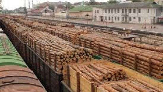 Из Украины вагонами вывозят лес в Европу (ВИДЕО)