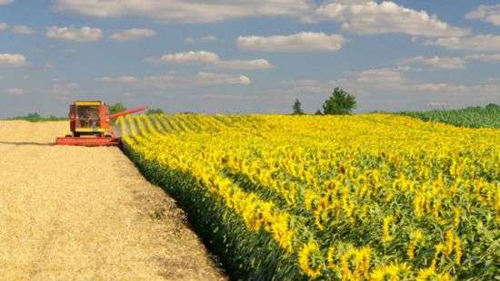 Фермеры требуют от власти обуздать «драконовские» аппетиты компании «Кернел»