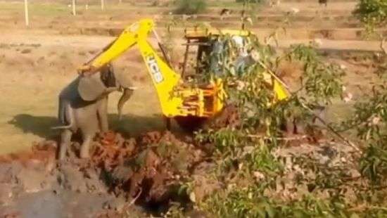 Спасение увязшего в трясине слоненка попало на ВИДЕО