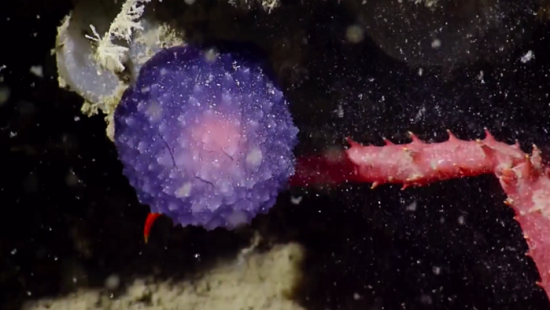 Ученые открыли новую уникальную форму жизни