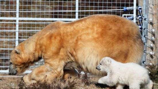 В Шотладии публике впервые показали уникального для Британии белого медвежонка (ФОТО/ВИДЕО)