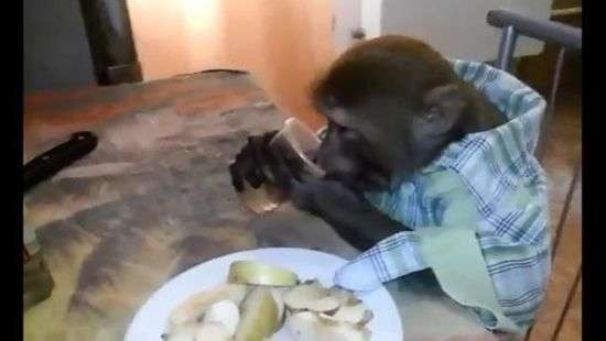 Интернет покорила обезьяна, которая пристрастилась к водке (ВИДЕО)