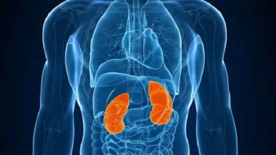 Врачи нашли главную причину заболевания почек