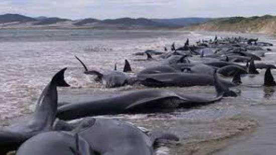 В Австралии 130 дельфинов выбросились на берег (ВИДЕО)