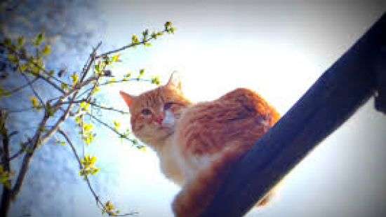 Сегодня по всей территории Украины солнечно и оттепель