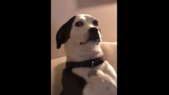 Презрительный пес не одобрил игру своей хозяйки (ВИДЕО)