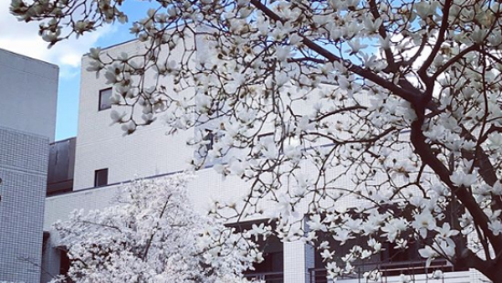 В Японии зацвела сакура (ФОТО)