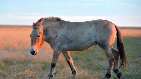 Ученые разгадали тайну лошади Пржевальского