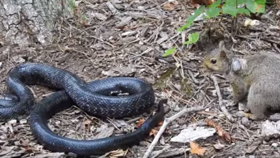 На ВИДЕО попала схватка змеи с белкой