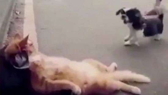 Отдыхающий кот проигнорировал скандальную собачонку и попал на ВИДЕО