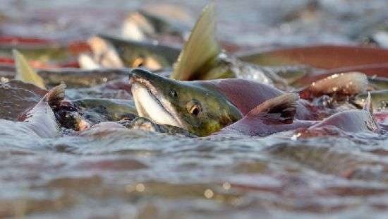 В Украине с апреля запрещают рыбалку