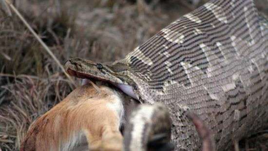 Змея, которая не ела год, проглотила 30-килограммового оленя (ВИДЕО)