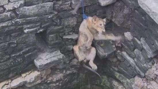 Спасение львицы, упавшей в колодец, попало на ВИДЕО