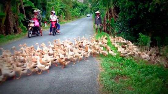 Оглушительно крякающие утки заблокировали дорогу во Вьетнаме - ВИДЕО
