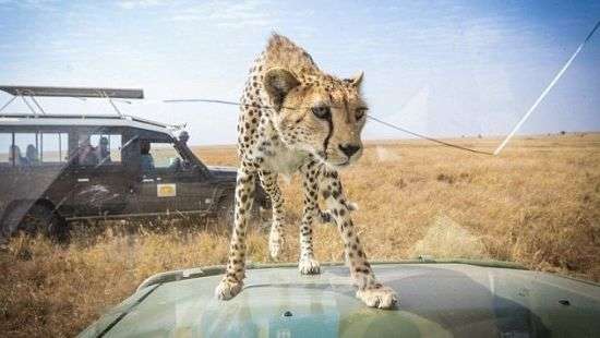 Гепард запрыгнул в джип во время сафари и попал на ВИДЕО