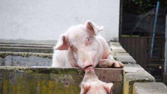 В США директор школы проиграл пари и поцеловал поросенка (ВИДЕО)