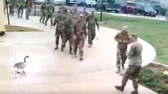 Американские солдаты спасовали перед боевитым гусем - ВИДЕО