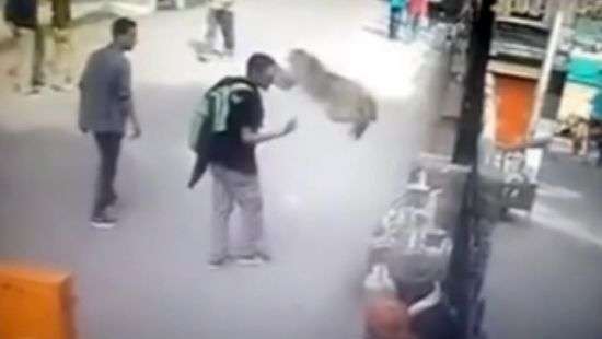 Оскорбленная обезьяна отомстила обидчику и попала на ВИДЕО