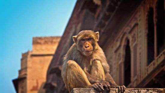 В Индии полиция разыскивает обезьяну, подозреваемую в похищении младенца