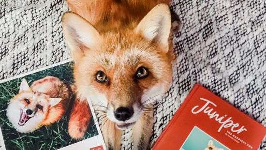 Улыбающаяся лис покорил сердца более миллиона пользователей Instagram
