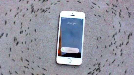 Танец муравьев вокруг iPhone попал на ВИДЕО