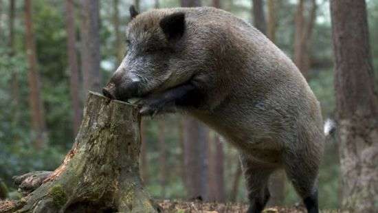 Вепри ворвались в Киото и изувечили массу народа
