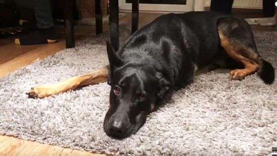 Пес поющий блюз удивил людей своим талантом (ВИДЕО)