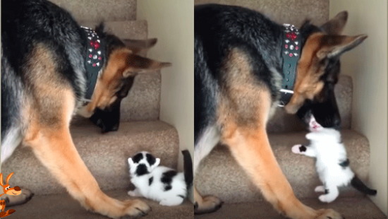 Заботливый пес помог котенку подняться по лестнице и попал на ВИДЕО