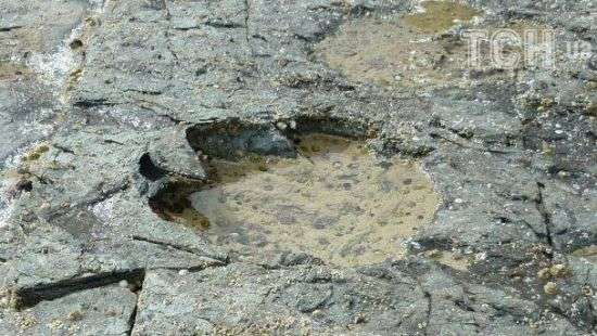 В Шотландии найдены следы крупнейшего в мире животного (ВИДЕО)