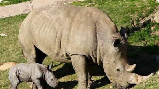 Детеныш носорога пытался заступиться за свою маму (ВИДЕО)
