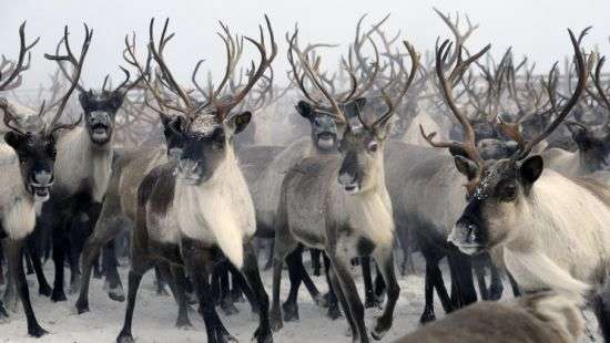В тундре от голода погибли 400 оленей