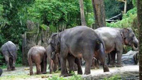 Названа дата глобального вымирания животных