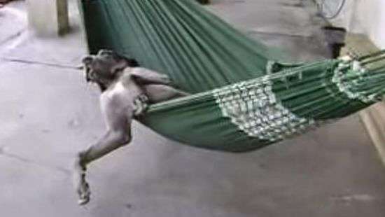 Пес пренебрег обязанностями ради комфортного отдыха и попал на ВИДЕО