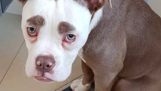 Соцсети покорил самый грустный пес в мире (ФОТО)