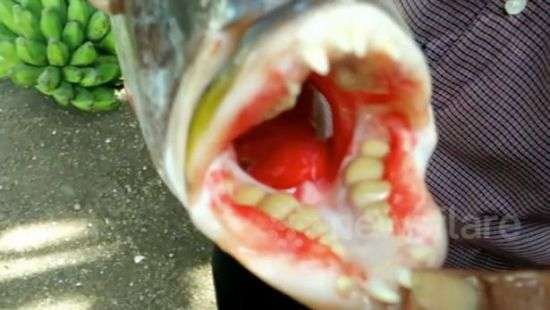 В Индонезии словили рыбу с человеческими зубами (ФОТО/ВИДЕО)